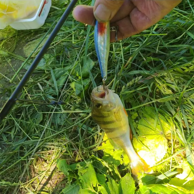 Minnow manivela Wobbler Jerkba - Fishing Lure Jerkbait reseña y precio